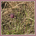 Schachblume