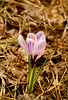 The Stripey Crocus