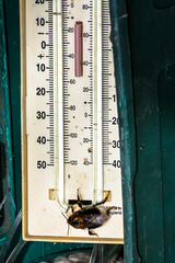 Temperature check