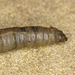 EF7A7620larva