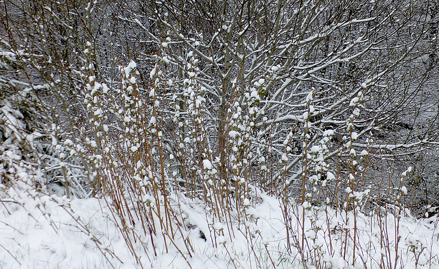 Coton... l'Auvergne  au printemps !