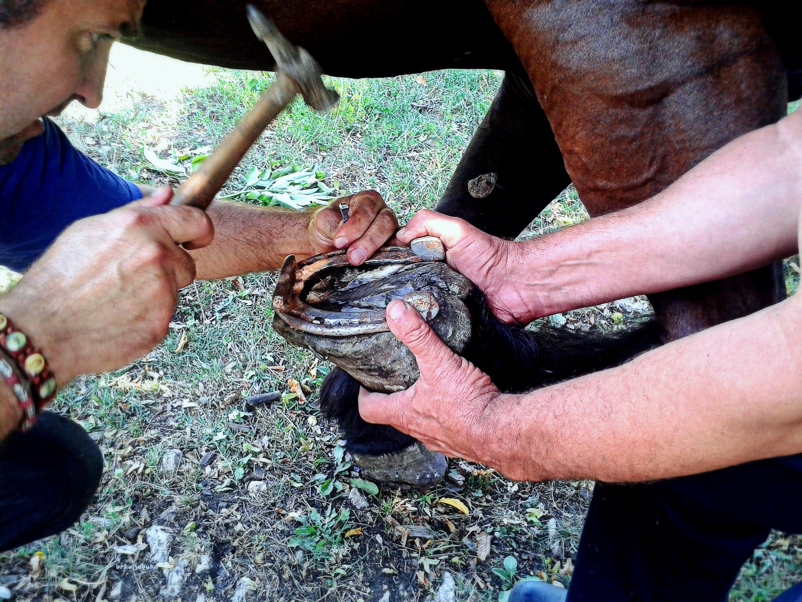 Shoeing of horses