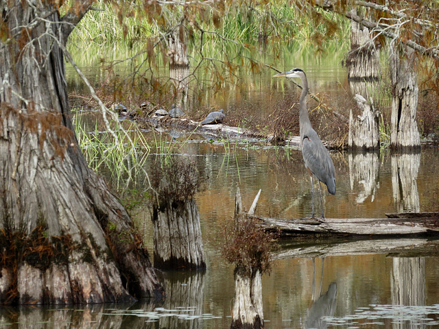 Great blue heron