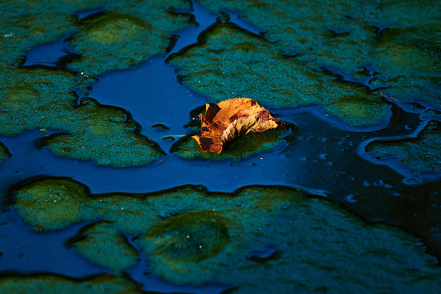 A Porridge Of Algae With A Sprinkling Of Leaves!! A Porridge Of Algae With A Sprinkling Of Leaves!!