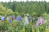 Rose Garden At The Butchart Gardens