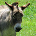 Donkey