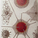 Place 4.  Haeckel's art