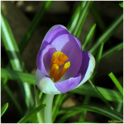 1er Crocus pour cette année 2024 !