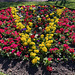 Flower bed in Manor Park