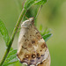 Speckled Wood Butterfly