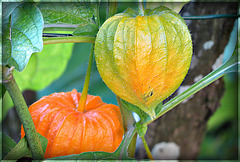 Physalis..........Bonne semaine à tous ❤️