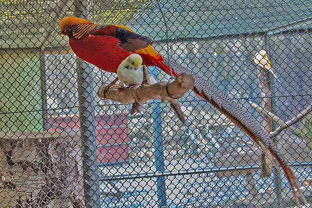 20160209 9952VRAw [D~LIP] Goldfasan (Chrysolophus pictus), Wellensittich (Melopsittacus undulatus), Voliere,  Landschaftsgarten, Bad Salzuflen