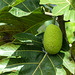 Breadfruit, on way to Brasso Seco