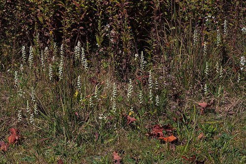 Spiranthes cernua (Nodding Ladies'-tresses orchid)