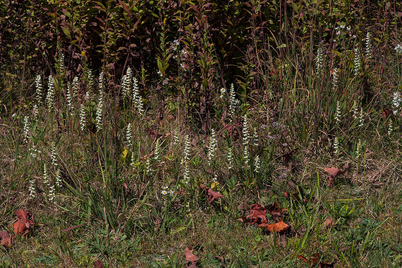 Spiranthes cernua (Nodding Ladies'-tresses orchid)