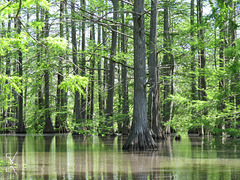 Bald-cypress swamp