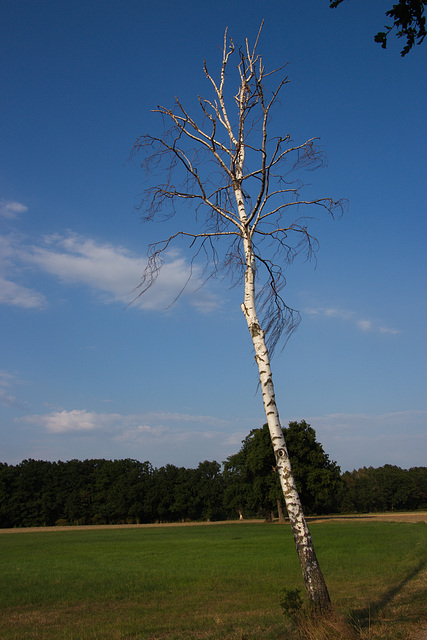 a forgotten side of 2020 : Birkensterben