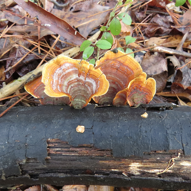 Turkey tail fungi