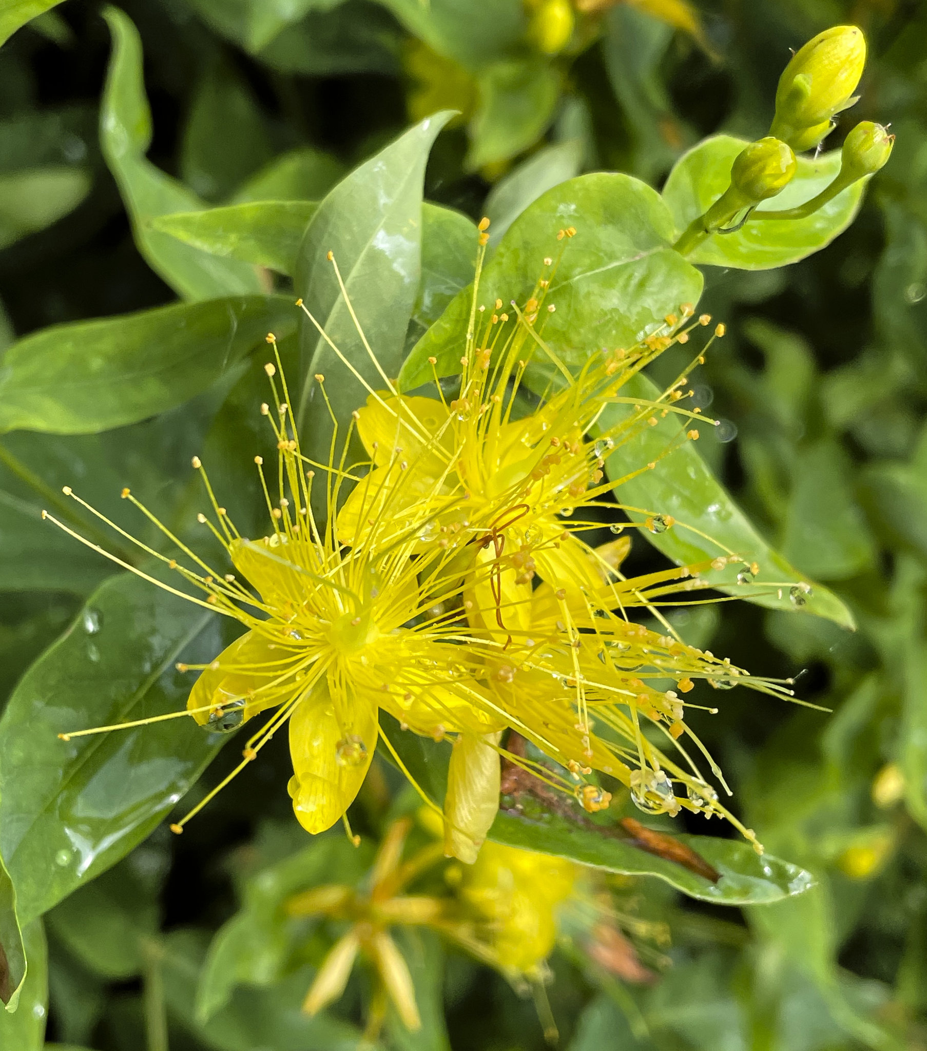 Hortus botanicus Leiden 14