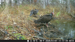 Vultures enjoying a day at the beach Vultures enjoying a day at the beach