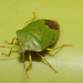 IMG 7917Shieldbug