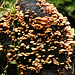 Fungi display, on way to Brasso Seco