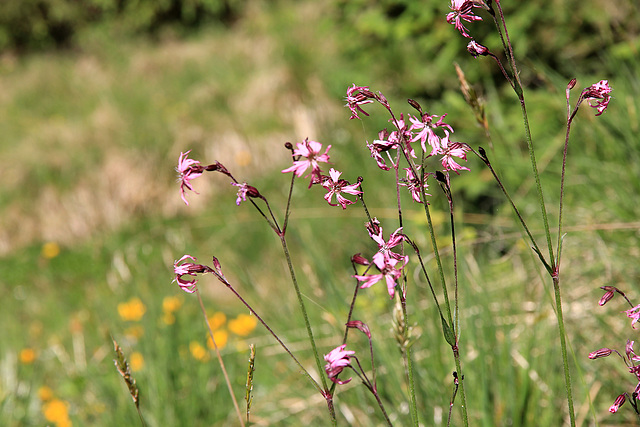 Kuckucksblumen