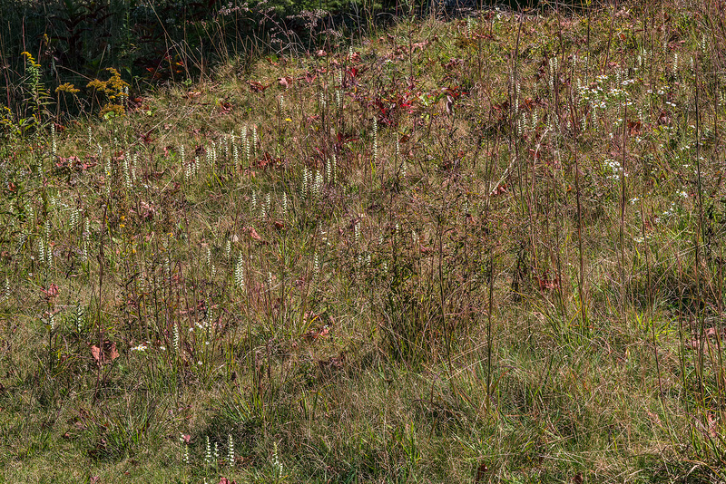 Spiranthes cernua (Nodding Ladies'-tresses orchid)