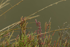 Salicornia europaea, Castro Marim, Sapal