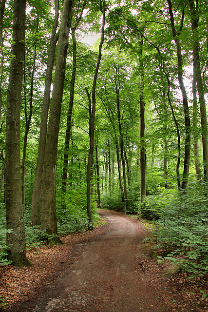 Weg im Weitmarer Holz (Bochum) / 14.07.2019