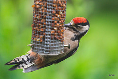 Woodpecker at breakfast