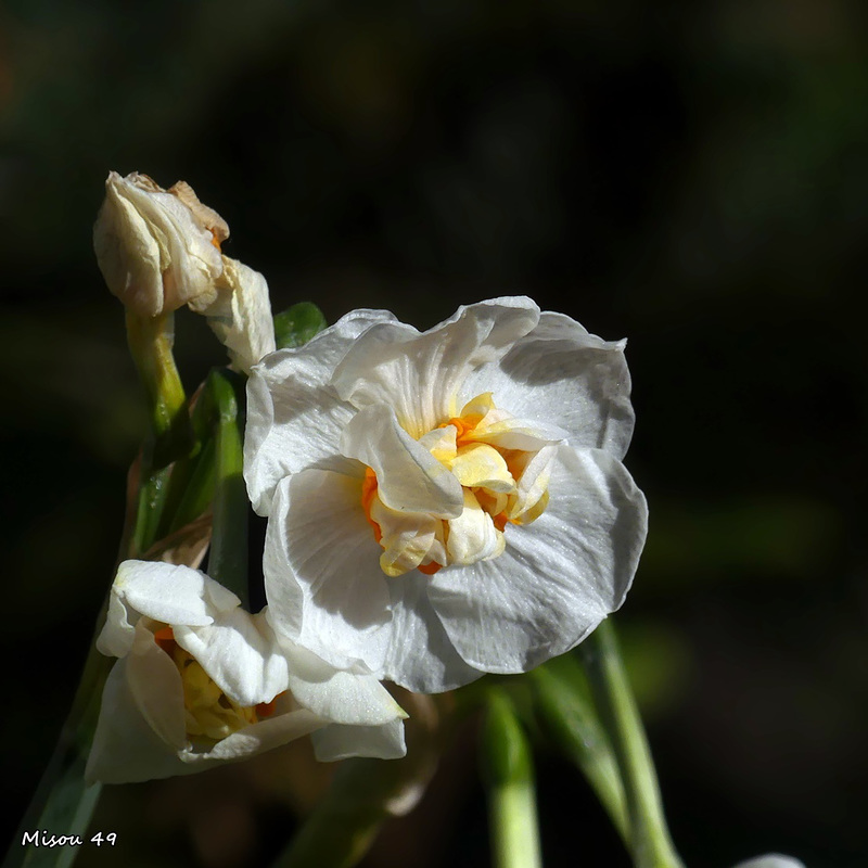 MON JARDIN