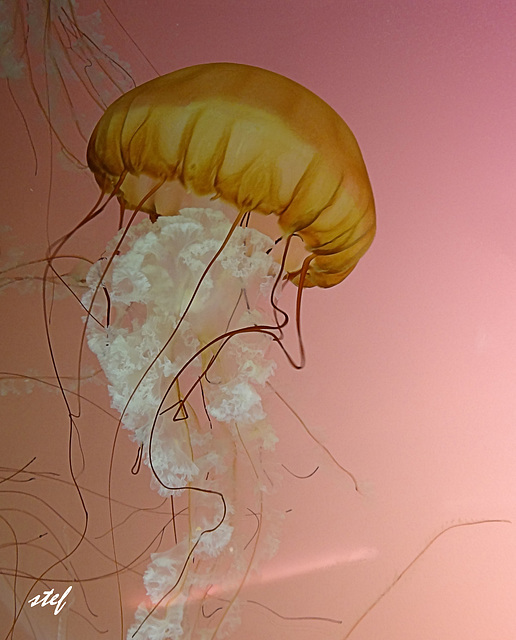 Jelly Fish