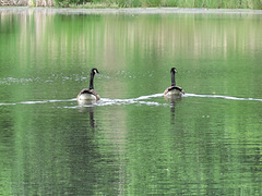 Canada geese