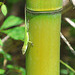 Anole on bamboo