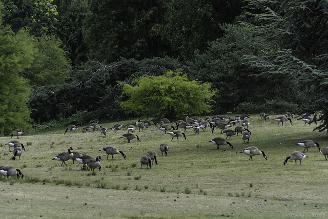 Vanier Park (© Buelipix)