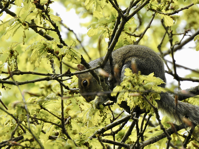 Grey Squirrel