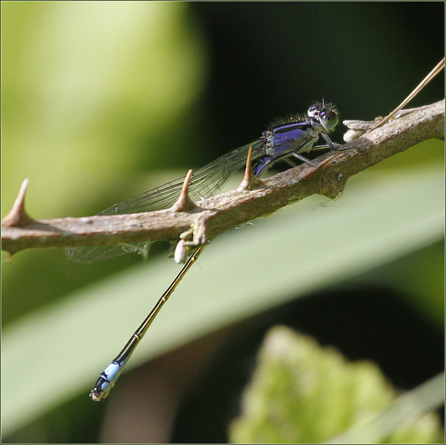 Prudente demoiselle