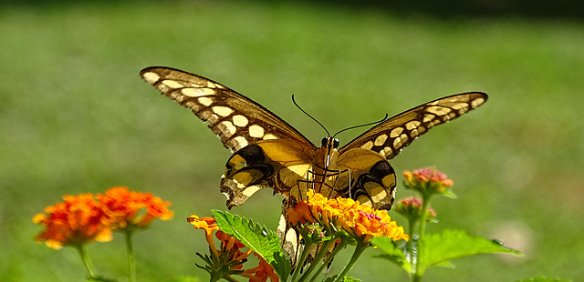 Giant Swallowtail (Papilio cresphontes)