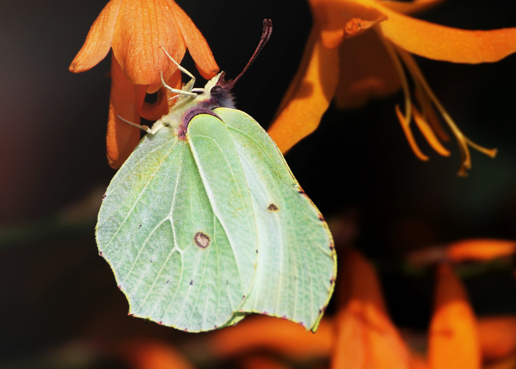 Brimstone butterfly on Crocosmia