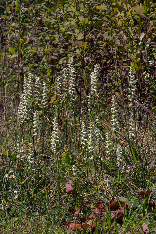 Spiranthes cernua (Nodding Ladies'-tresses orchid)