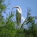 Great egret (Ardea alba)