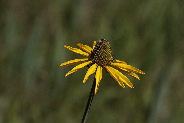 California Coneflower