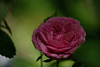 DSCF1552