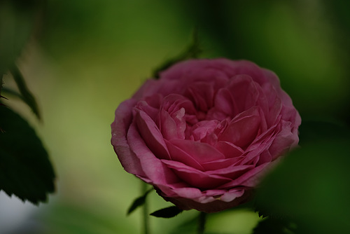 DSCF1552