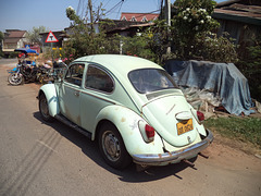 Laotian volks beetle / Coccinelle laotienne