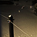 Last Night's Snowy Clothes Line