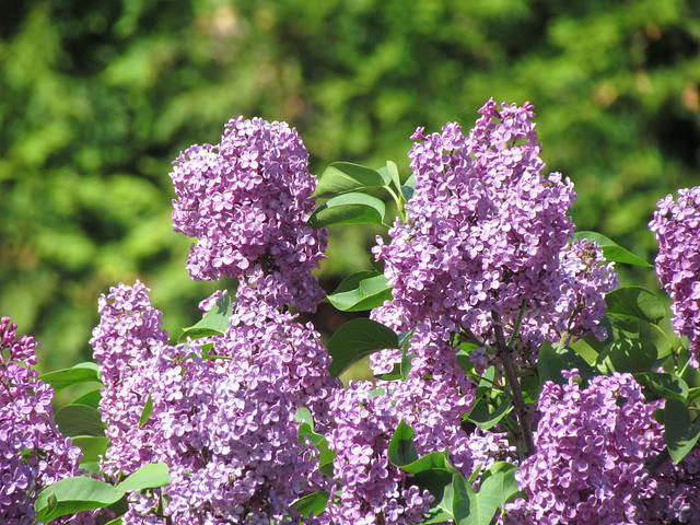 Mon lilas est en fleurs....!