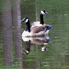 Canada geese