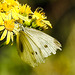 20230714 1967CPw [D~LIP] Jakobs-Greiskraut, Kleiner Kohlweißling, Kleine Mistbiene (Syritta pipiens), Bad Salzuflen